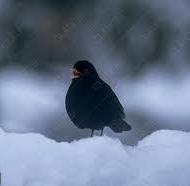 Őszikék-Télikék illusztráció, 13. oldal